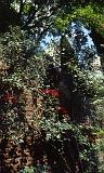 218-Ninfa,giugno 1989
